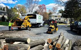 Best Palm Tree Trimming  in Gillett, WI