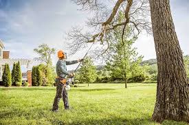Best Tree Maintenance Programs  in Gillett, WI