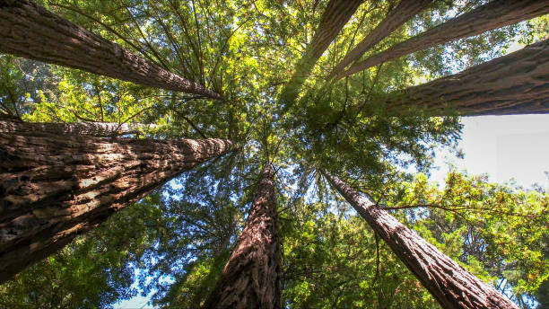Best Tree Health Inspection  in Gillett, WI
