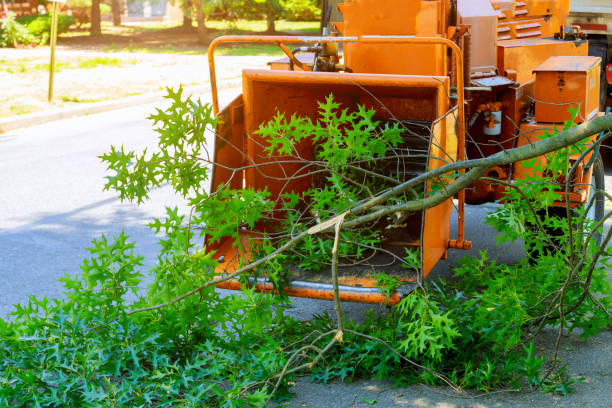 Best Emergency Tree Removal  in Gillett, WI