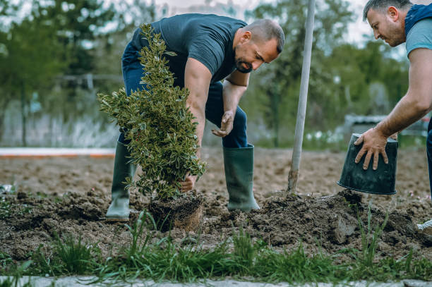Best Artificial Turf Installation  in Gillett, WI
