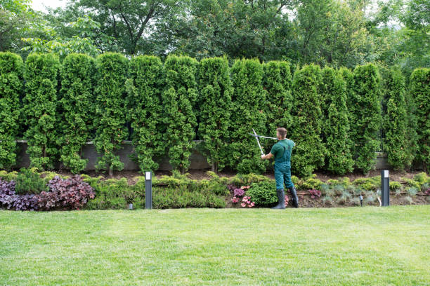 Trusted Gillett, WI Tree Services Experts