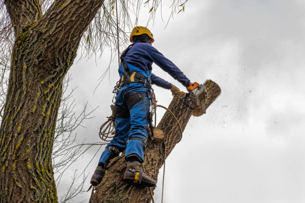 Best Fruit Tree Pruning  in Gillett, WI
