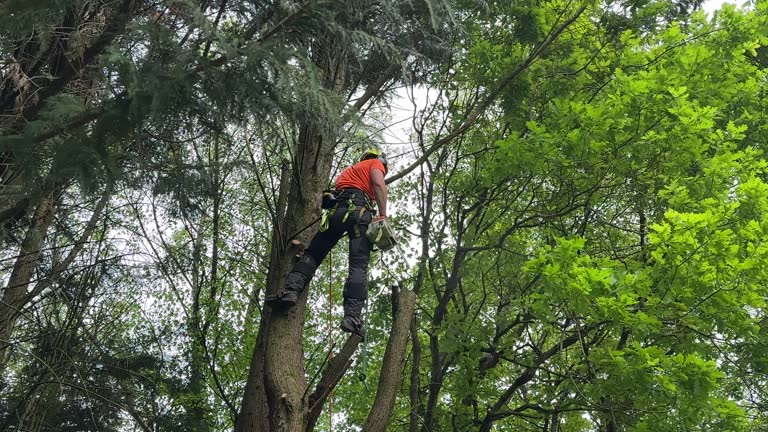 Best Utility Line Clearance  in Gillett, WI