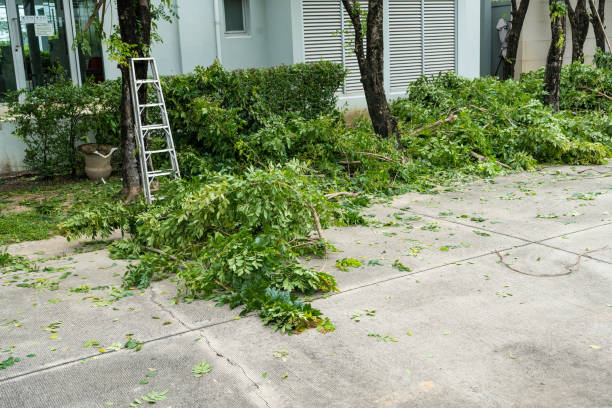 Best Tree Cabling and Bracing  in Gillett, WI