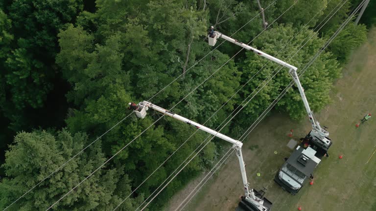 How Our Tree Care Process Works  in  Gillett, WI