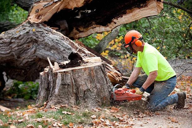 Best Commercial Tree Services  in Gillett, WI