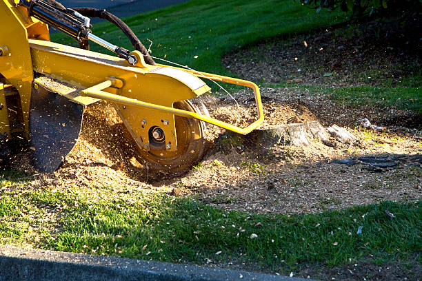 Best Lawn Maintenance Plans  in Gillett, WI