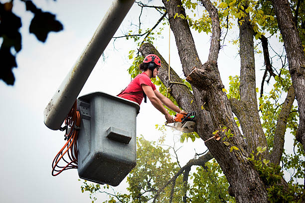 Best Tree Risk Assessment  in Gillett, WI