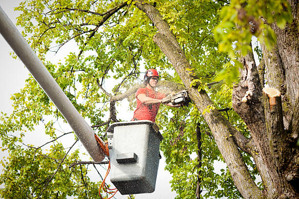 Best Tree Removal  in Gillett, WI