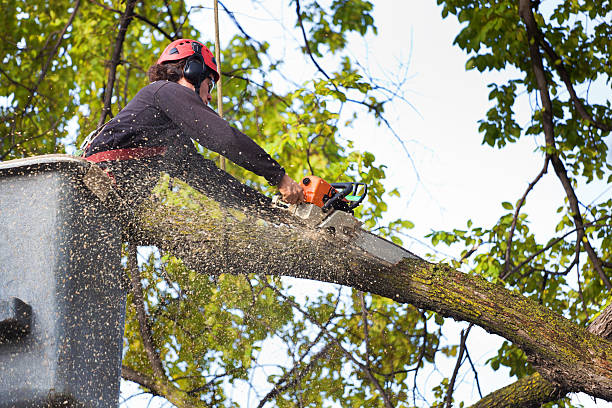 Best Hedge Trimming  in Gillett, WI