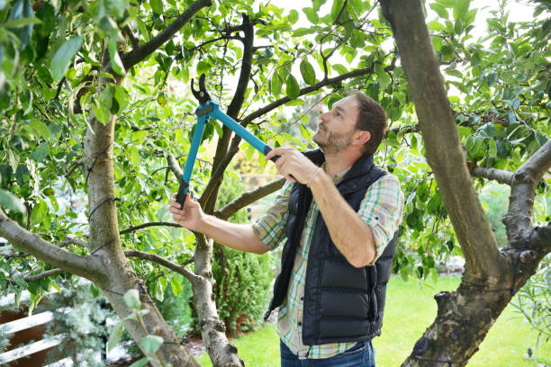 Tree and Shrub Care in Gillett, WI