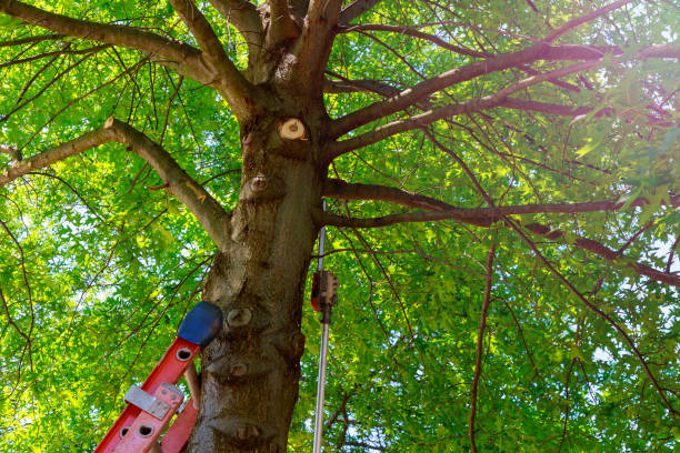 Best Hazardous Tree Removal  in Gillett, WI